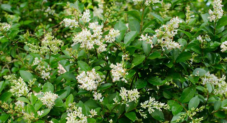 Grüner Strauch mit zahlreichen kleinen weißen Blüten
